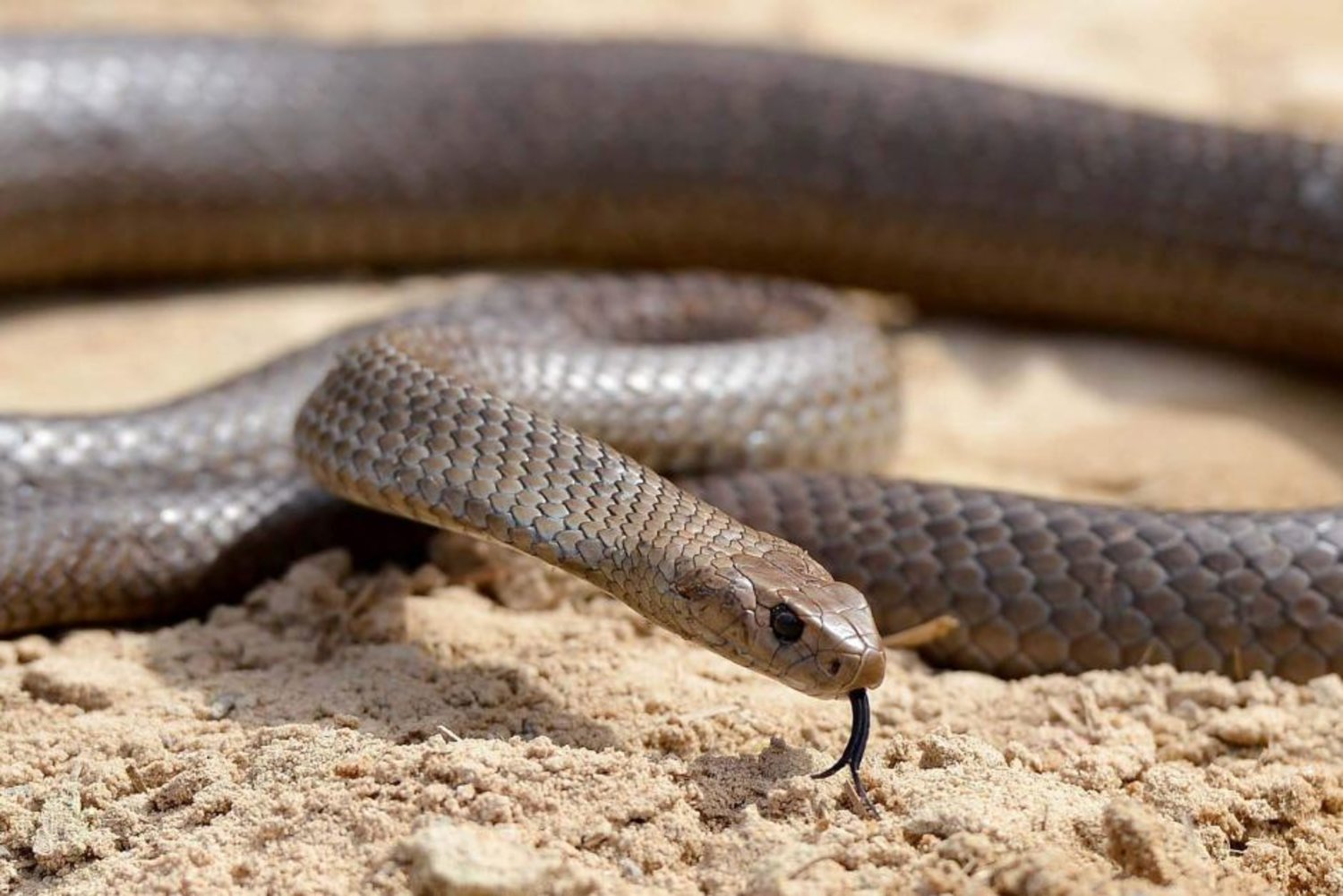 A snake. AFP photo