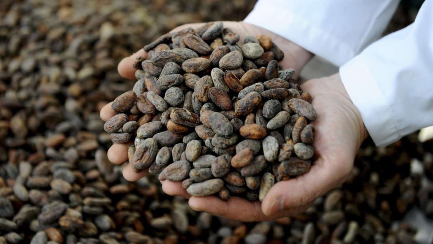 Organic cocoa beans are sorted at the Pacari factory in Quito, Ecuador. Photos: AFP, Kate Whitehead