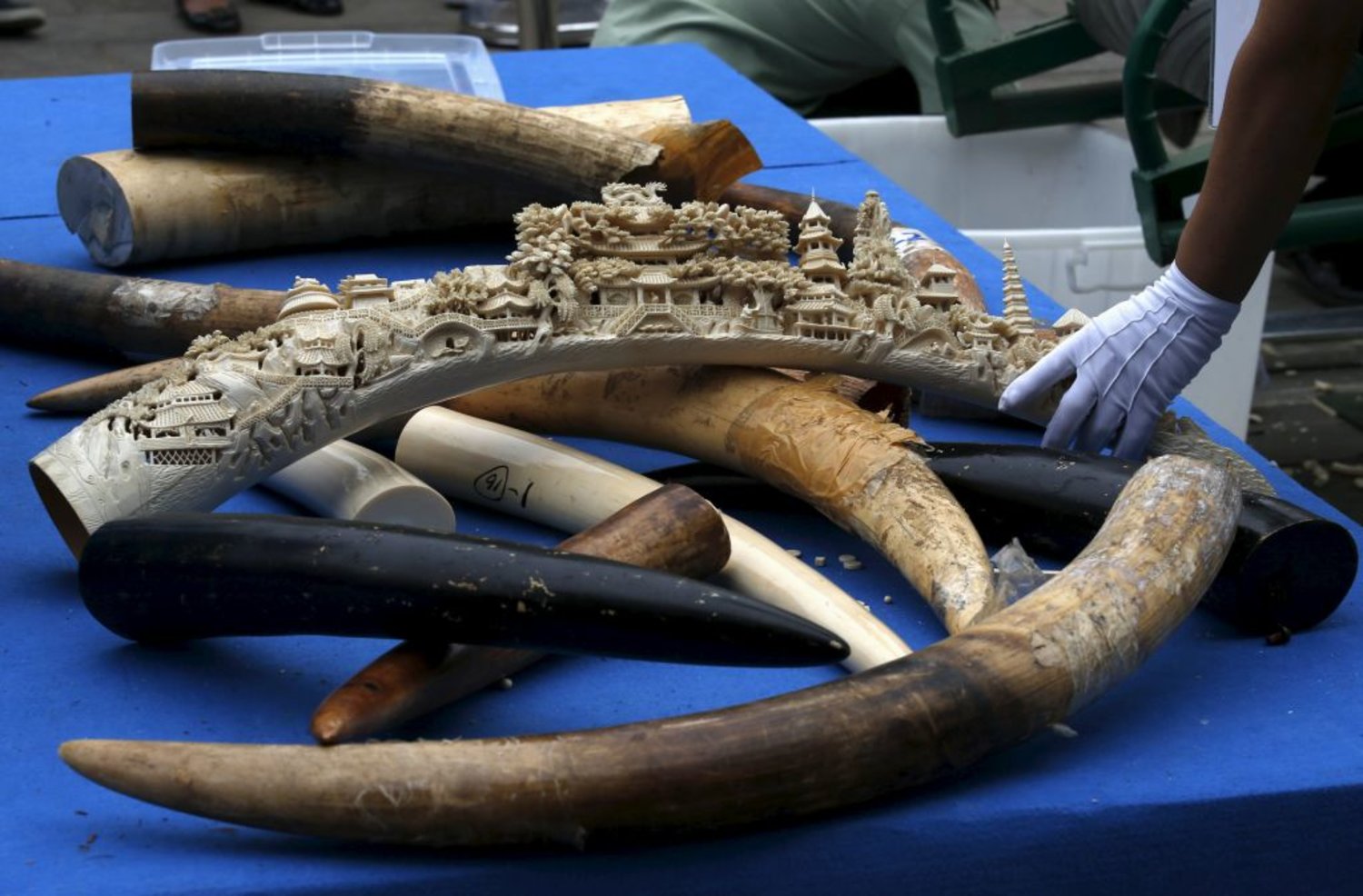 A government official picks up an ivory tusk to crush it at a confiscated ivory destruction ceremony in Beijing, China, May 29, 2015. (Reuters)