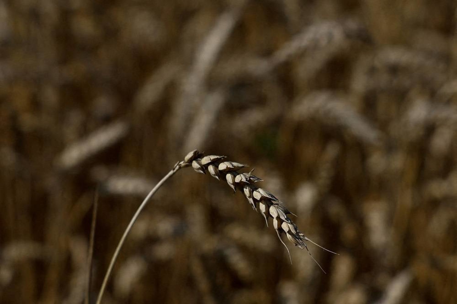 An ear of wheat is seen during a harvesting in a field near the village Kyshchentsi, amid Russia's attack on Ukraine, in Cherkasy region, Ukraine July 18, 2023. (Reuters)