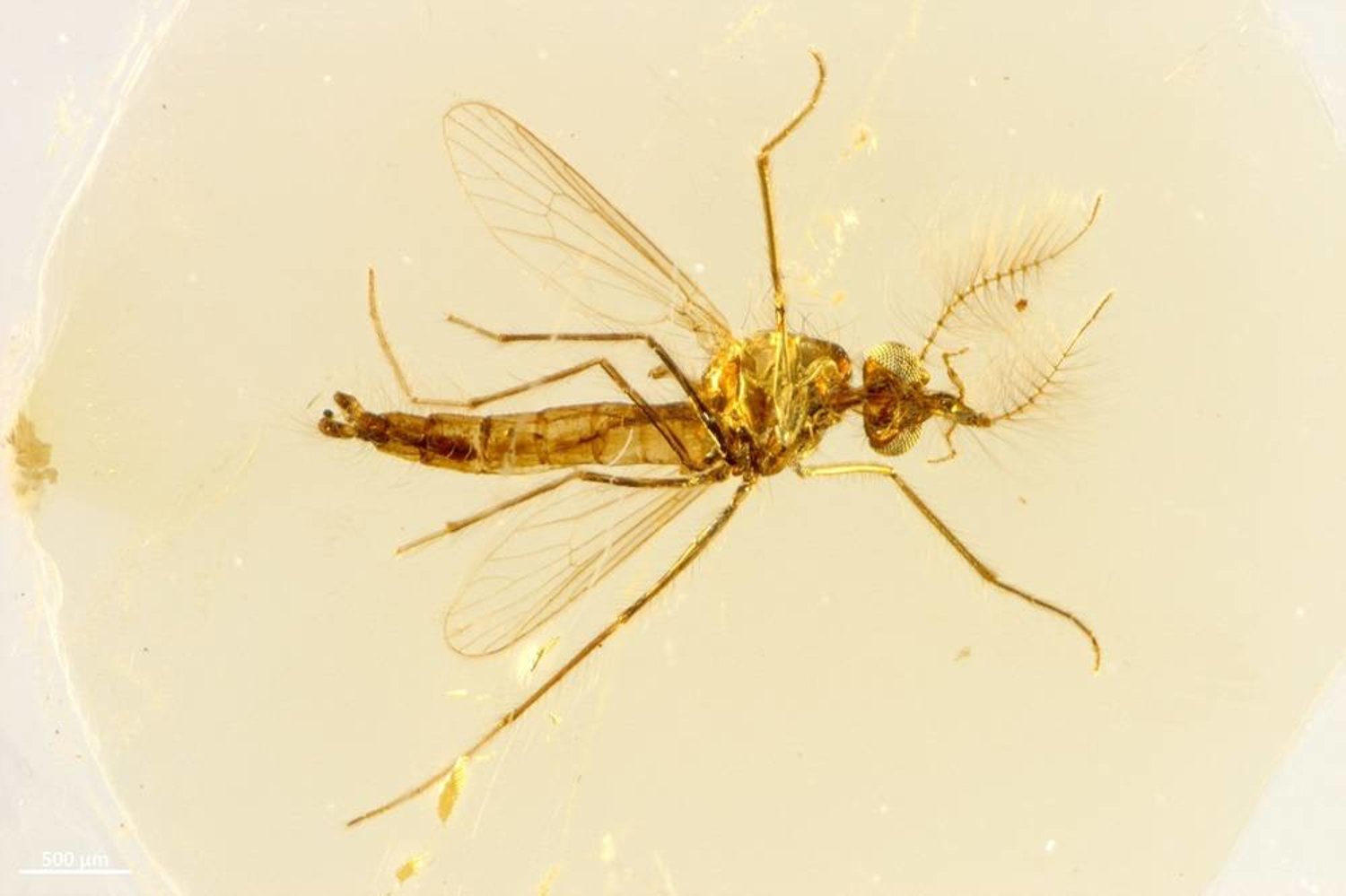  An undated handout image of a view from above of the body of a fossilized male mosquito trapped in amber found in central Lebanon dating to about 130 million years ago. (Dany Azar/Handout via Reuters)