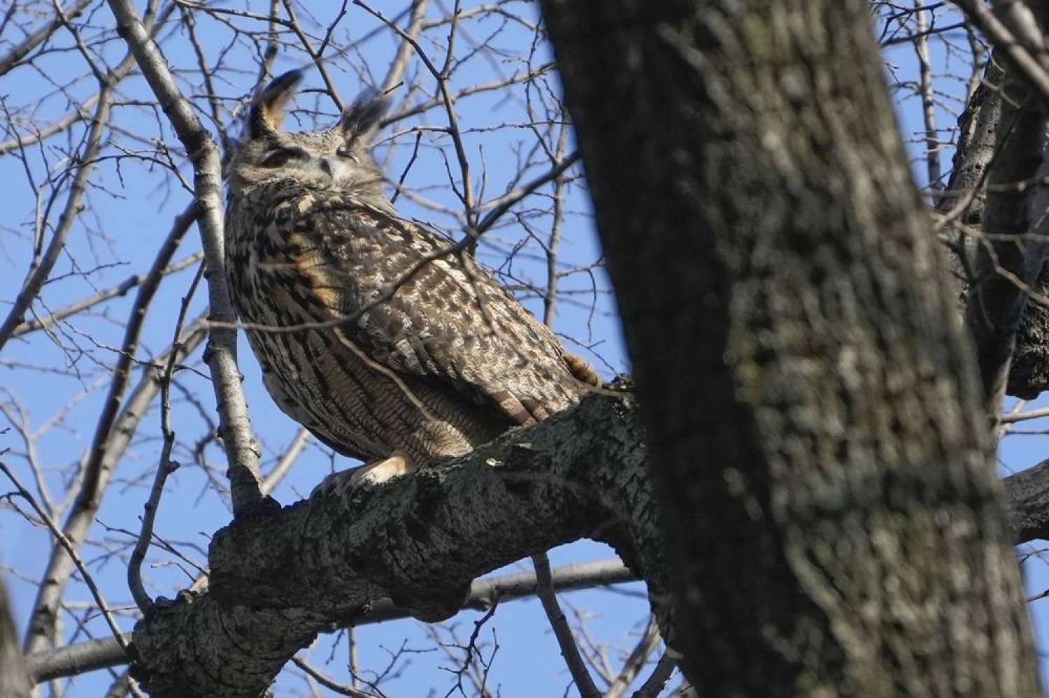 A Eurasian eagle-owl named Flaco sits in a tree in New York's Central Park, Feb. 6, 2023. (AP)