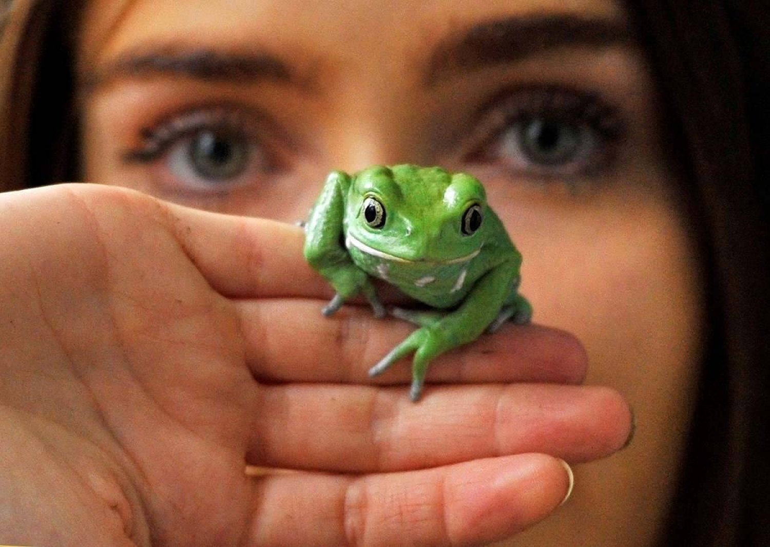 A tree frog at London Zoo in January 2012. Reuters file photo