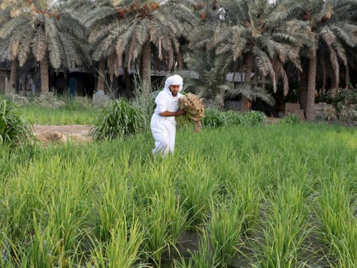 The Sustainable Agricultural Rural Development Program announced that it has contributed to planting 13 million trees in various regions of the Kingdom. (SPA)
