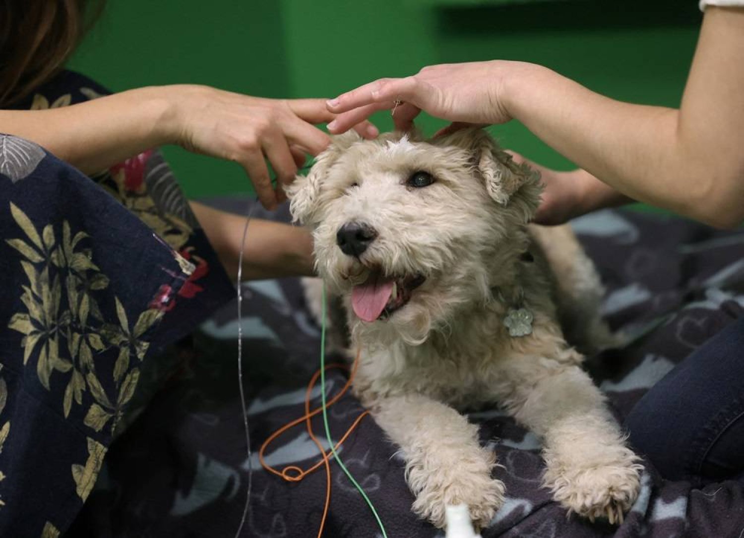 Owner Franciska Furik puts electroencephalography (EEG) electrodes on Cuki, a 12-year-old Fox Terrier, during a test that found dogs can associate words with objects, at the Ethology Department of the Eotvos Lorand University in Budapest, Hungary, March 27, 2024. (Reuters)