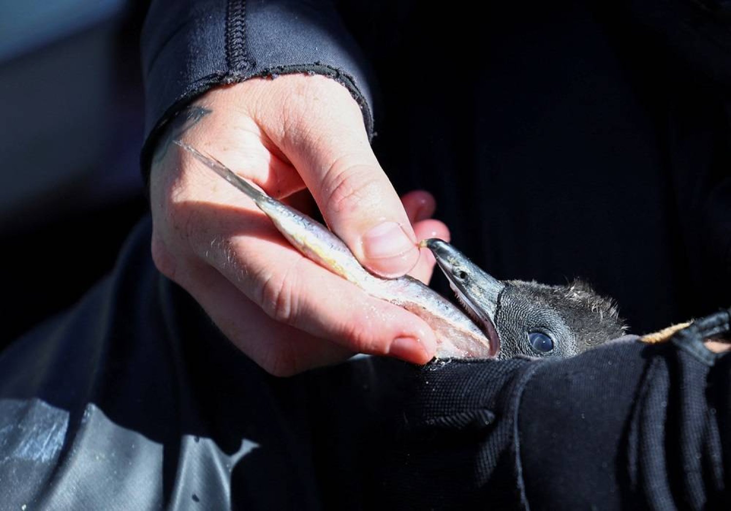 A penguin carer feeds a chick at South African Foundation for the Conservation of Coastal Birds rehabilitation center, where the center has been incubating over 200 eggs of the endangered African penguin that were rescued from two penguin colonies, since the start of the year and they are soliciting donations by inviting people to "adopt an egg", in Cape Town, South Africa, March 27, 2024. (Reuters)