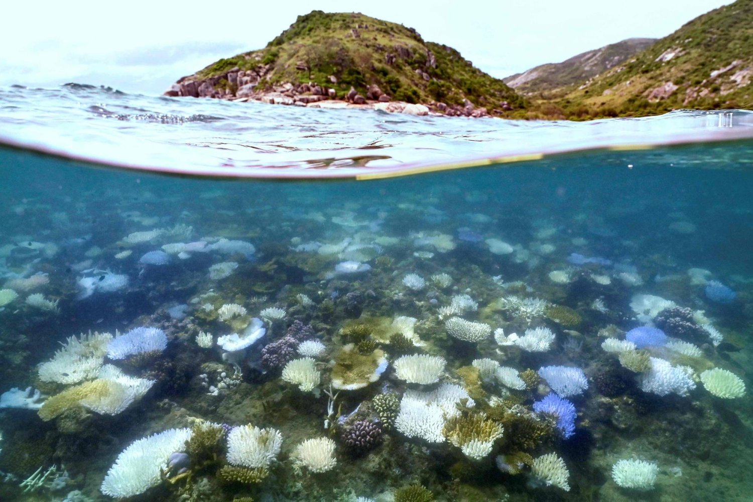 This underwater photo taken on April 5, 2024, shows bleached and dead coral around Lizard Island on the Great Barrier Reef, located 270 kilometres north of the city of Cairns. (Photo by DAVID GRAY / AFP)