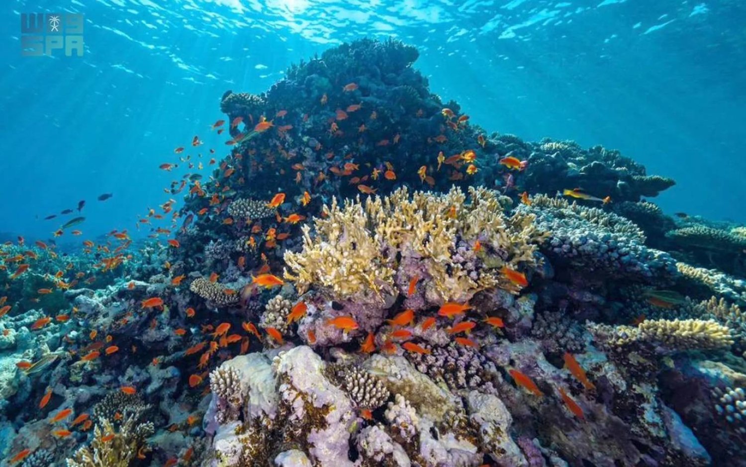 KCRI is the world's largest coral restoration project, aiming to restore reefs worldwide. SPA