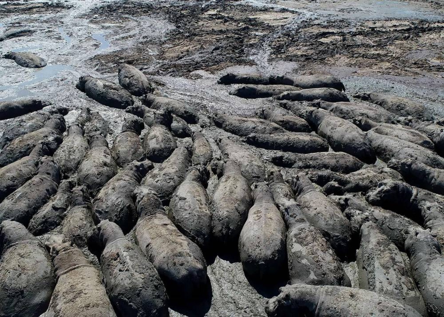 This aerial view shows hippos stuck in a dried up channel near the Nxaraga village in the Okavango Delta on the outskirts of Maun on April 25, 2024. (AFP)