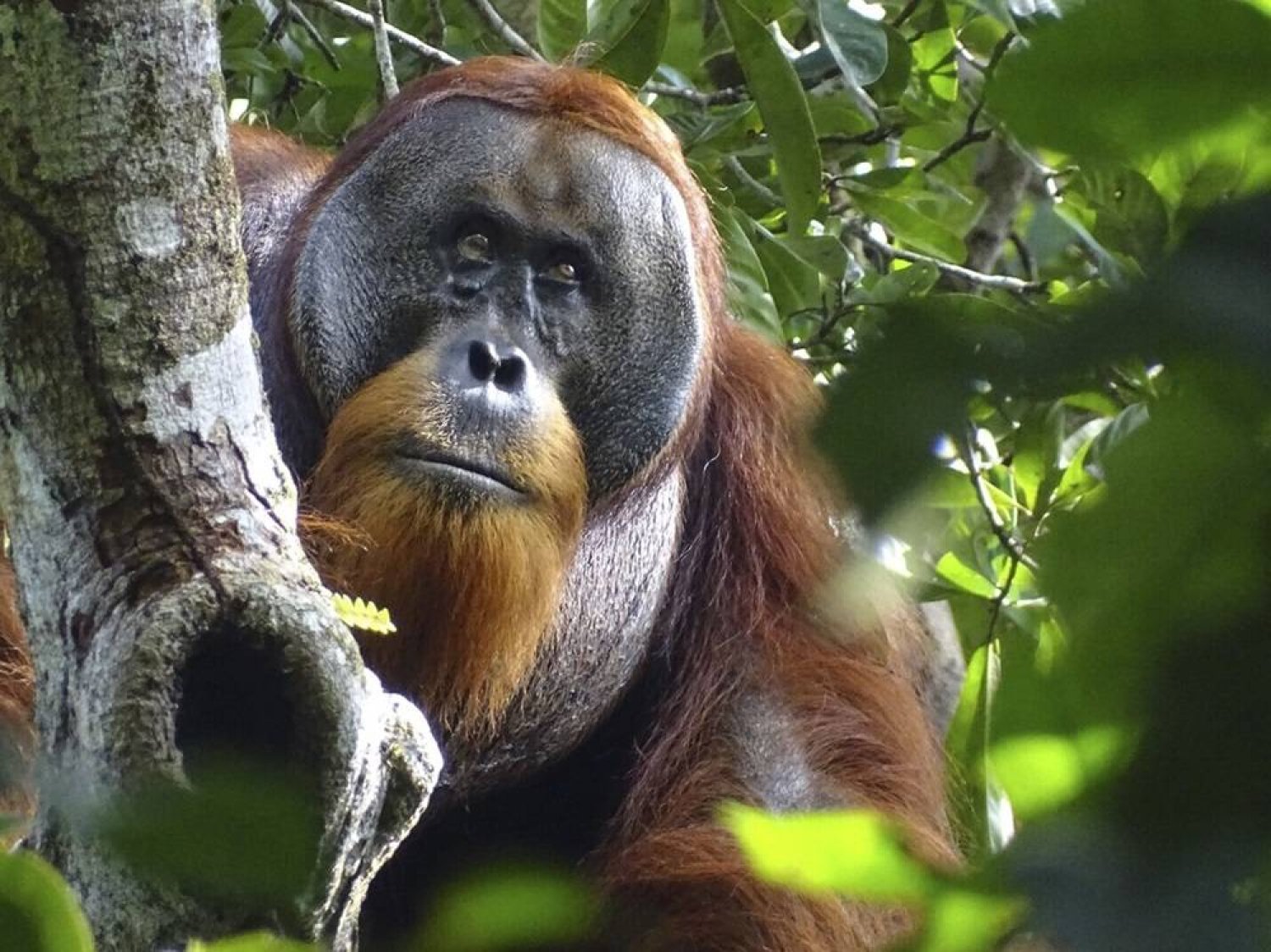 This photo provided by the Suaq foundation shows Rakus, a wild male Sumatran orangutan in Gunung Leuser National Park, Indonesia, on Aug. 25, 2022, after his facial wound was barely visible. (Safruddin/Suaq foundation via AP) 