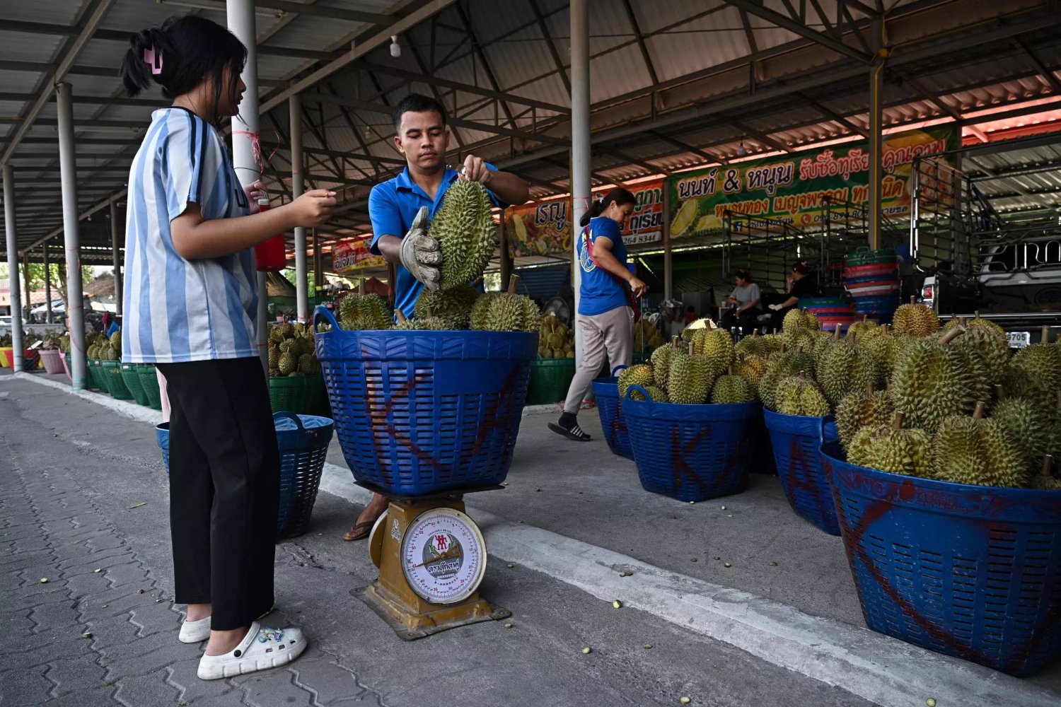 The heat causes the durian to ripen faster so it does not grow to its fullest -- and most valuable -- size. Lillian SUWANRUMPHA / AFP

