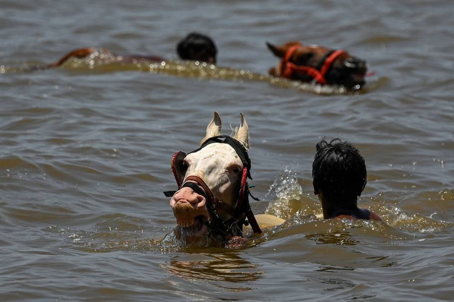Caretakers control their horses as they take a dip in sea on a hot summer day in Mumbai on May 8, 2024. (AFP)