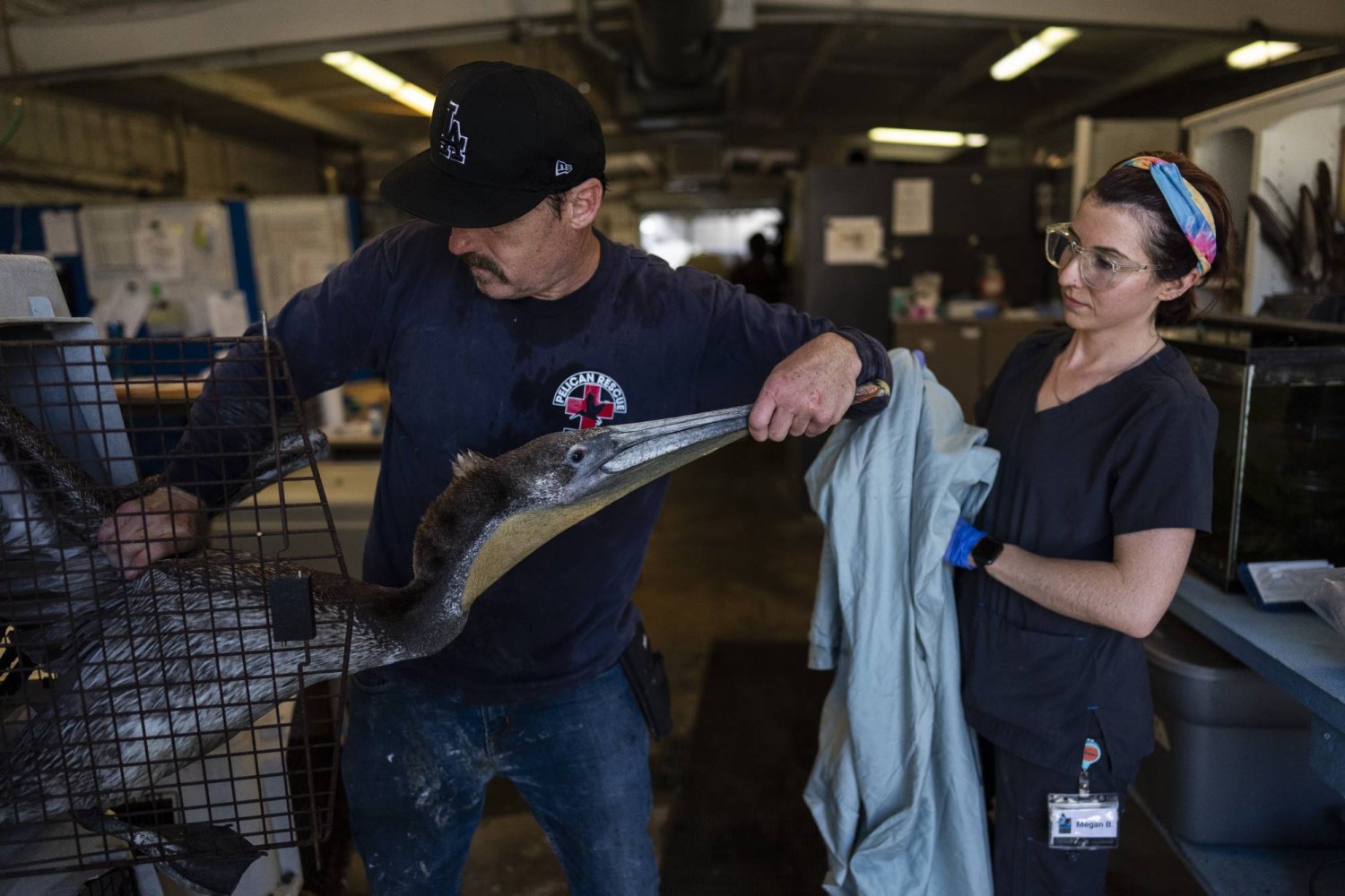 A rescued pelican is removed from a cage as senior wildlife technician Megan Bauer, right, holds a towel to cover the bird for treatment at the Wetlands and Wildlife Care Center in Huntington Beach, Calif., Tuesday, May 7, 2024. (AP Photo/Jae C. Hong)