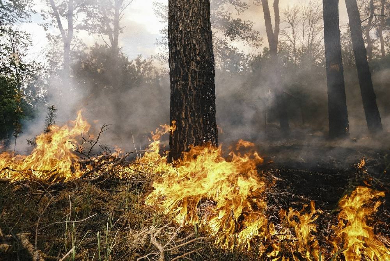 A fire spreads through a forest following shelling on the outskirts of Vovchansk, Kharkiv region, northeastern Ukraine, 12 May 2024, amid the Russian invasion. (EPA)
