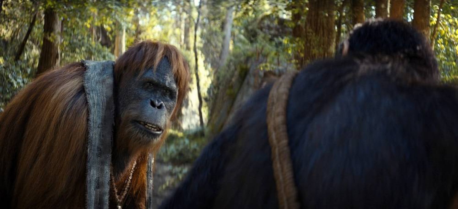 This image released by 20th Century Studios shows Raka, played by Peter Macon, in a scene from "Kingdom of the Planet of the Apes." (20th Century Studios via AP) 