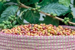 The Kingdom has achieved the inclusion of coffee on the UNESCO list of intangible cultural heritage. - SPA