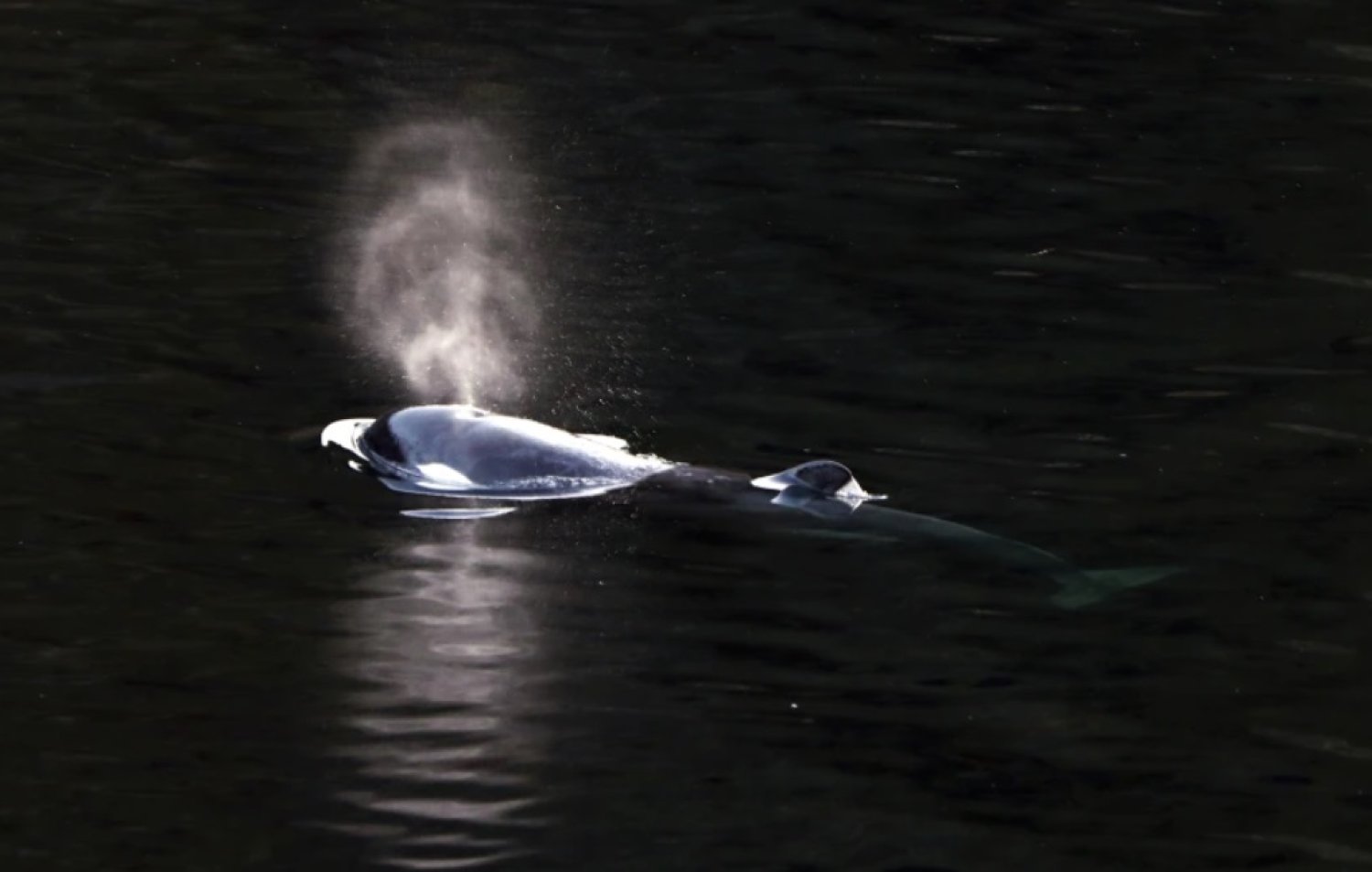 A two-year-old female orca calf swims in Little Espinosa Inlet near Zeballos, British Columbia, Friday, April 19, 2024. (Chad Hipolito/The Canadian Press via AP)